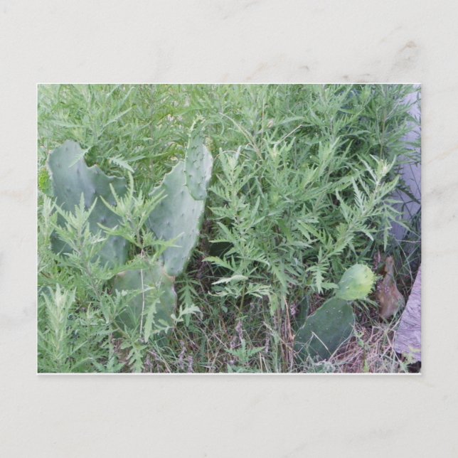 Postal Wild Cactus South Texas (Anverso)