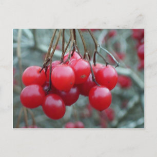 Postal Wild Cherry