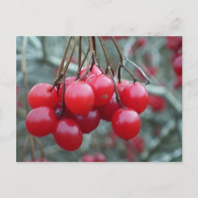 Postal Wild Cherry (Anverso)
