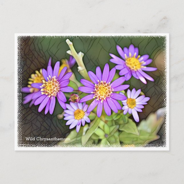 Postal Wild Chrysanthemum (Anverso)