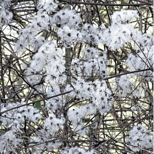 POSTAL WILD CLEMATIS