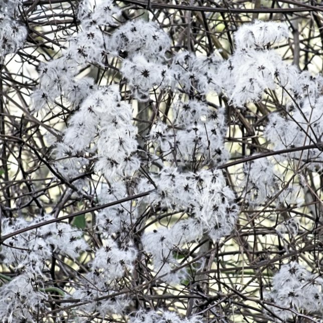 POSTAL WILD CLEMATIS (A pretty wild seed heads clematis photographic design.)
