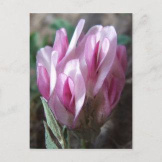 Postal Wild Clover, Colorado Rockies