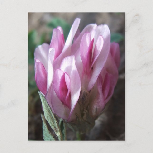 Postal Wild Clover, Colorado Rockies (Anverso)