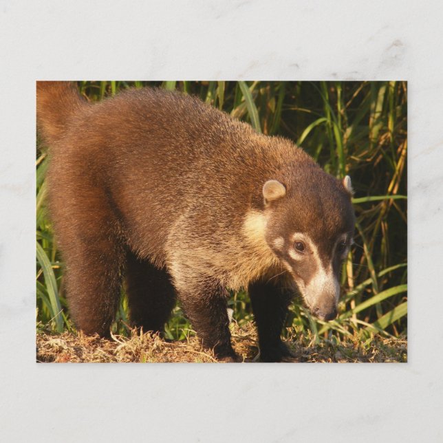 Postal Wild Coati Mundi Postcard (Anverso)
