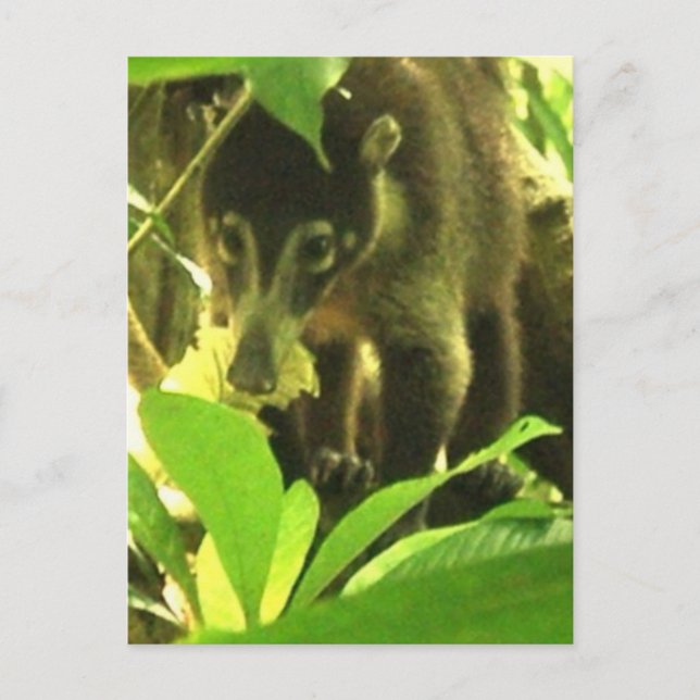 Postal Wild Coati Postcard (Anverso)