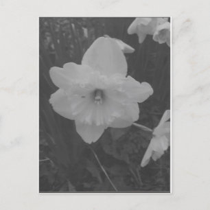 Postal Wild Daffodil