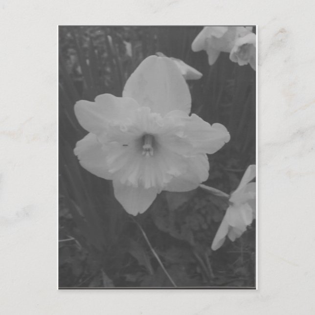 Postal Wild Daffodil (Anverso)