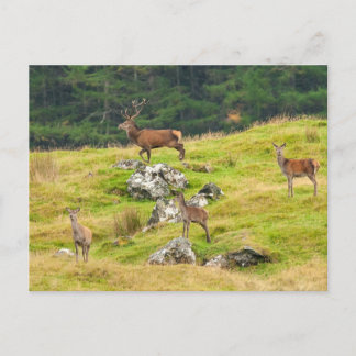 Postal Wild Deer Stag y Hinds Scotland Photograph