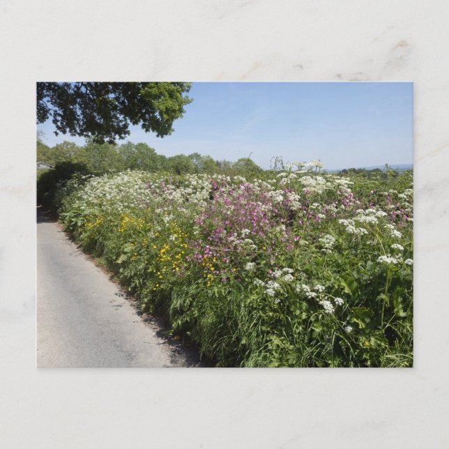 Postal Wild flowers Herefordshire (Anverso)