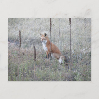 Postal Wild Fox