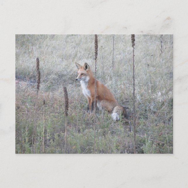 Postal Wild Fox (Anverso)