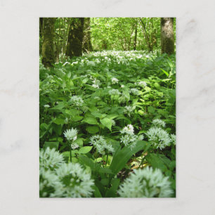 Postal Wild Garlic Woodland