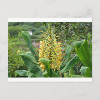 Postal Wild Ginger.