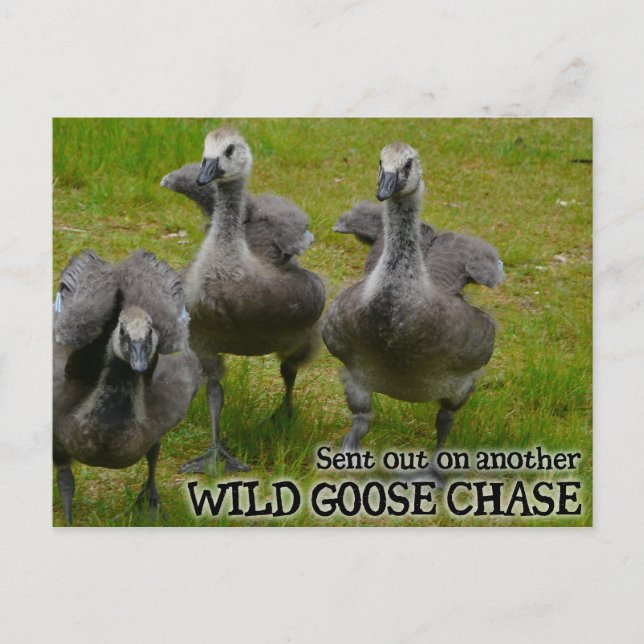 Postal Wild Goose Chase (Anverso)