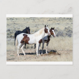 POSTAL WILD HORSES