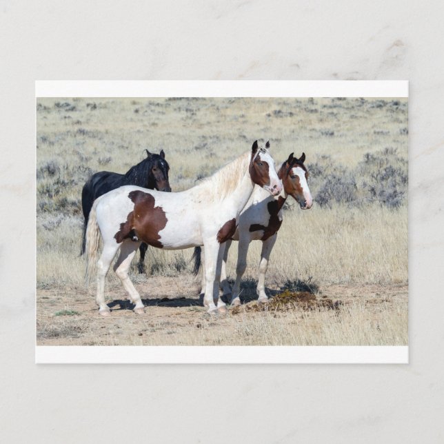 POSTAL WILD HORSES (Anverso)