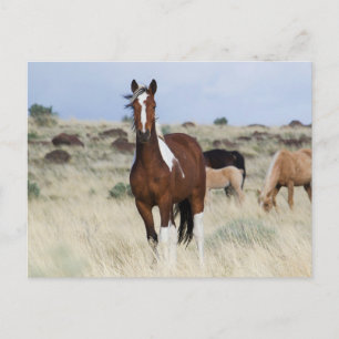 Postal Wild Horses, Steens Mountains