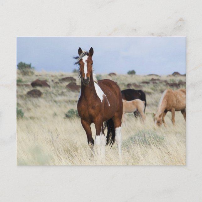 Postal Wild Horses, Steens Mountains (Anverso)