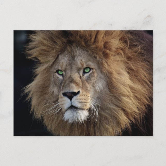 Postal Wild Lion Photo Green eyes (Anverso)