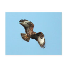Wild Mäusebussard (Common Buzzard; Buteo buteo com