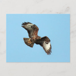 Postal Wild Mäusebussard (Common Buzzard; Buteo buteo com