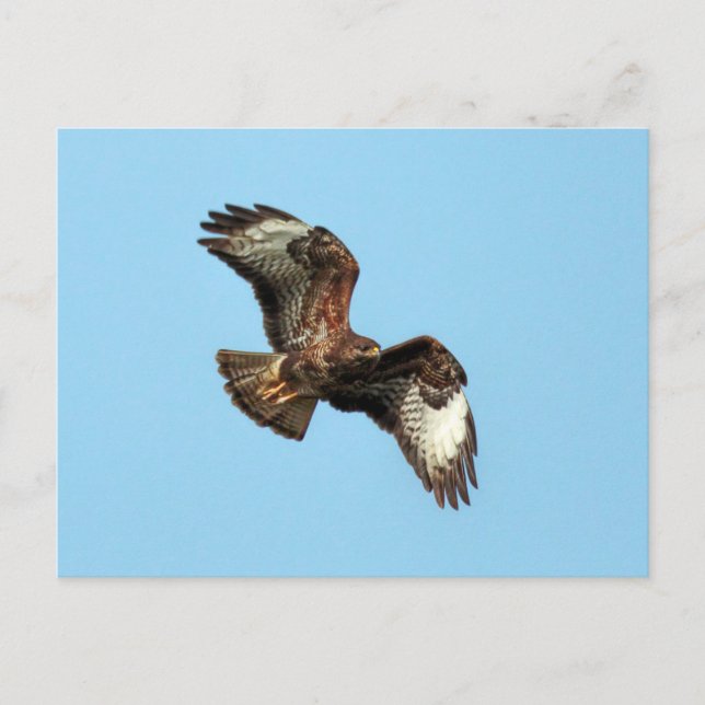 Postal Wild Mäusebussard (Common Buzzard; Buteo buteo com (Anverso)