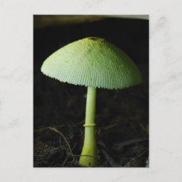 Postal Wild Mushroom Photo 