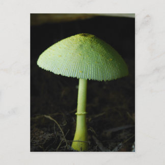 Postal Wild Mushroom Photo 
