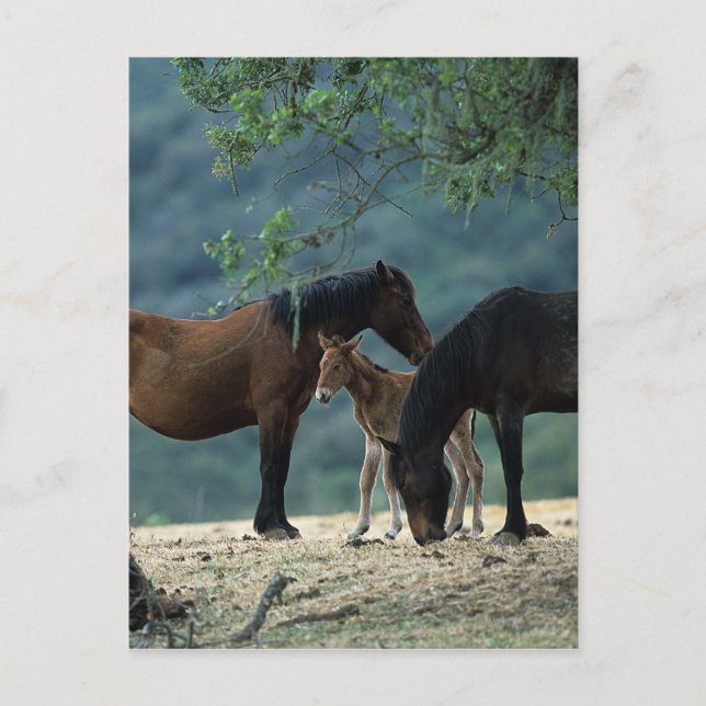 Postal Wild Mustang Mare & Foal (Anverso)