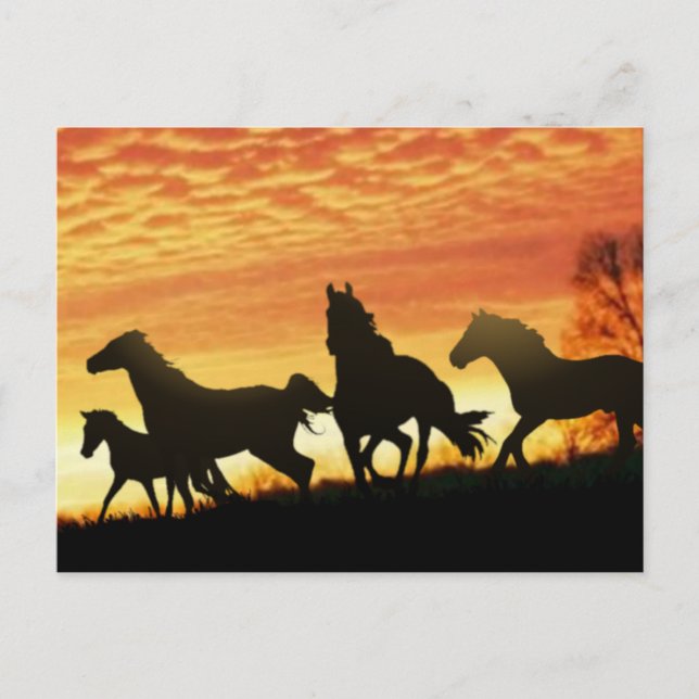 Postal Wild Mustangs (Anverso)