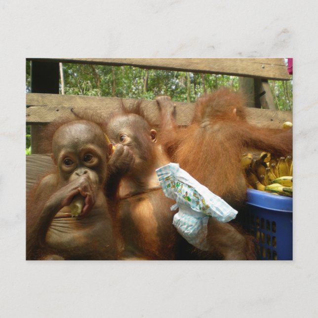 Postal Wild Panty Raid (Anverso)