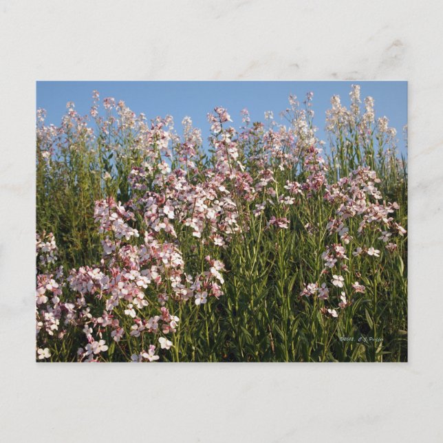 Postal "Wild Phlox" (Anverso)