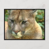 Wild Puma