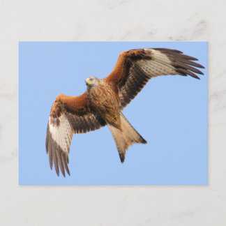Postal Wild Red Kites
