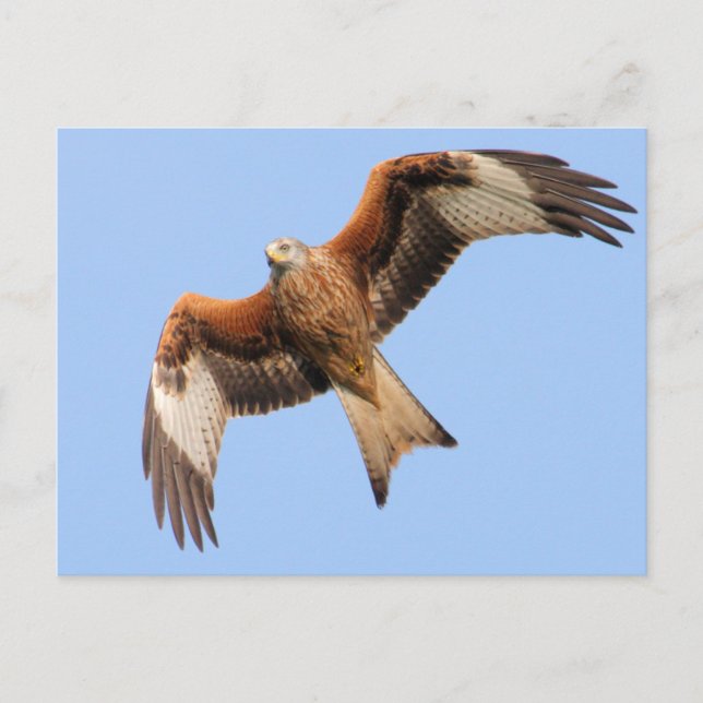 Postal Wild Red Kites (Anverso)