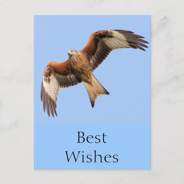 Postal Wild Red Kites (Anverso)
