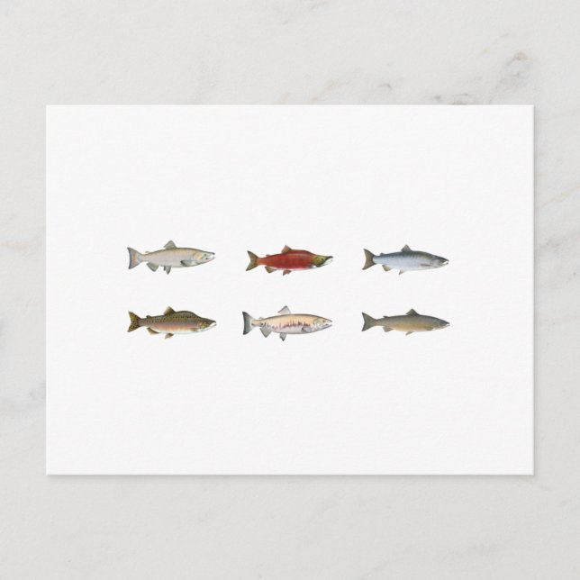 Postal Wild Salmon (Anverso)