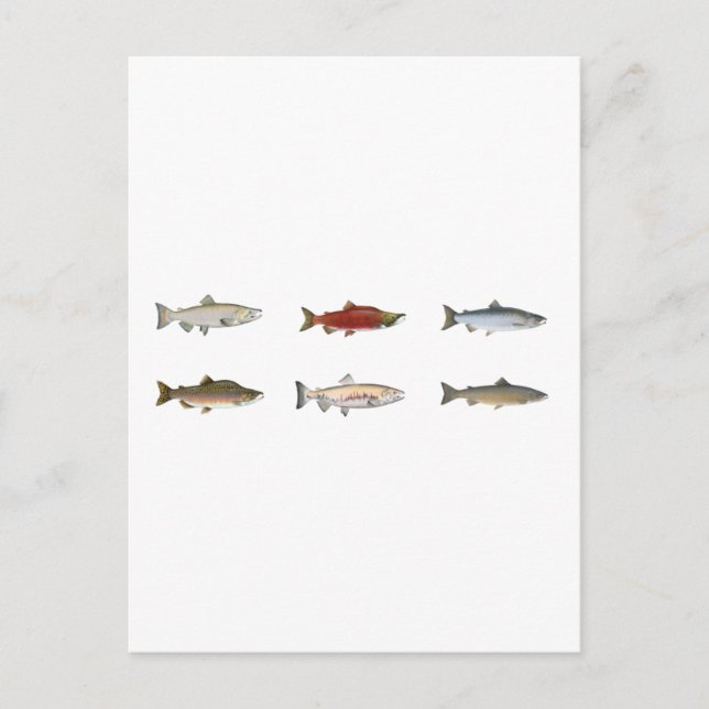 Postal Wild Salmon