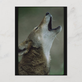 Postal Wild Timber Wolf Howling