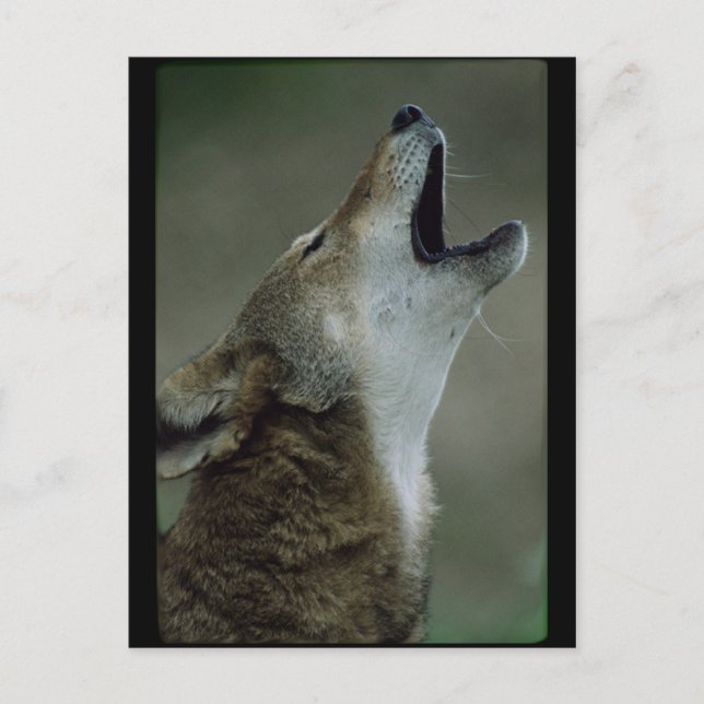 Postal Wild Timber Wolf Howling (Anverso)