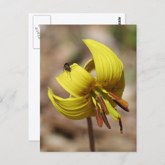 Postal Wild Trout Lily Flower And Friend Personalized (Anverso / Reverso)