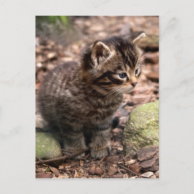 Postal Wildcat Kitten (Anverso)