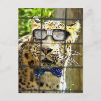 Postal Wildcat Pidasol