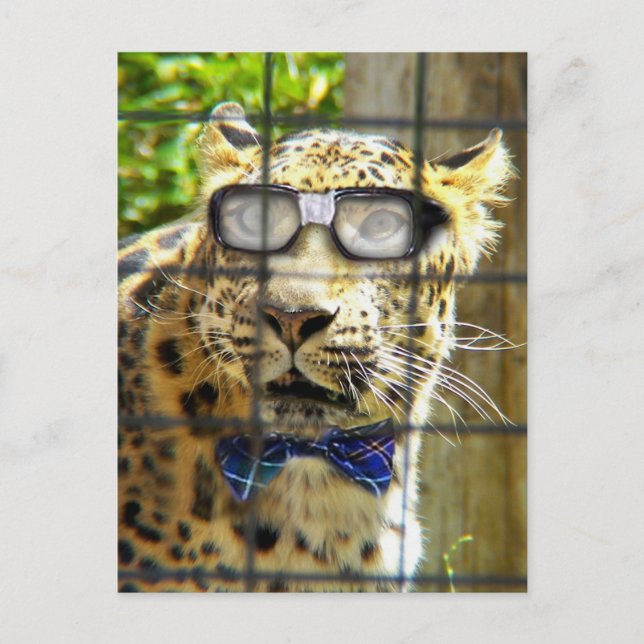 Postal Wildcat Pidasol (Anverso)