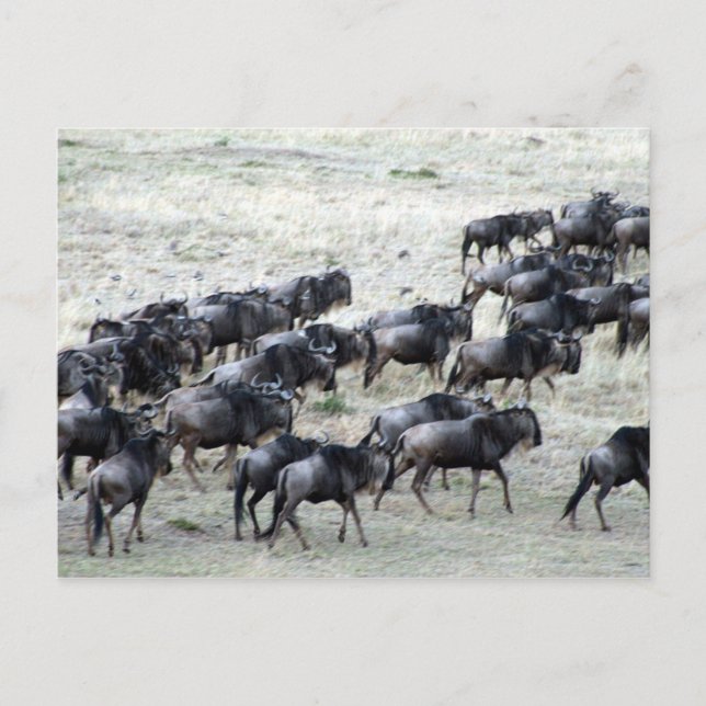 Postal wilde beest herd (Anverso)
