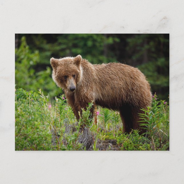 Postal Wilde Grizzlybären in Alaska (Anverso)