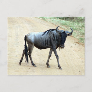 Postal wildebeest skinny