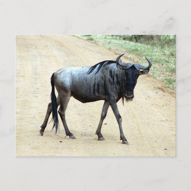 Postal wildebeest skinny (Anverso)
