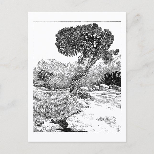 Postal Wilderness del Valle Juniper - Postcard (Anverso)